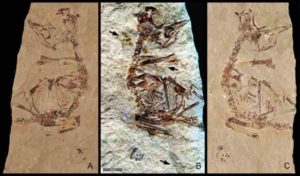 Feathers revealed in a ~125 million-year-old fossil of a bird hatchling shows it came "out of the egg running". Specimen MPCM-LH-26189 from Los Hoyas, Spain is preserved between two slabs of rock: (a) 'counter' slab under normal light (b) Laser-Stimulated Fluorescence (LSF) image combining the results from both rock slabs. This reveals brown patches around the specimen that include clumps of elongate feathers associated with the neck and wings and a single long vaned feather associated with the left wing. (c) Normal light image of the main slab. Scale is 5mm.