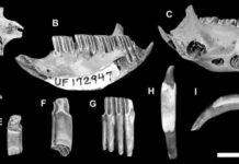 Capromyid or hutia fossils that were found digested by Cuban crocodiles,