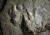 a fossilized dinosaur footprints