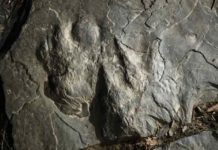 a fossilized dinosaur footprints