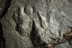  a fossilized dinosaur footprints