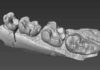A 3D model of the mandible of Alophia rendered from high resolution CT scans.