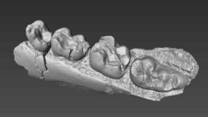 A 3D model of the mandible of Alophia rendered from high resolution CT scans.