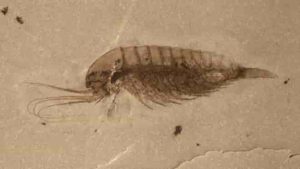 Scientists say the fossils have been "exquisitely" preserved. Credit: Ao Sun