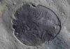 Scientists from The Australian National University have discovered the have discovered that 558 million-year-old Dickinsonia fossils do not reveal all of the features of the earliest known animals, which potentially had mouths and guts.