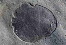 Scientists from The Australian National University have discovered the have discovered that 558 million-year-old Dickinsonia fossils do not reveal all of the features of the earliest known animals, which potentially had mouths and guts.
