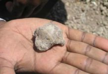 This is a fossil hominin talus from site GWM67 (2005) at the time of its discovery.