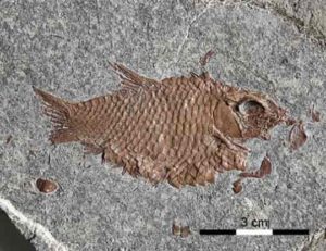 Fossil Fish E. diskosomus.