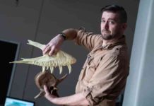 Joseph Peterson, a vertebrate paleontologist at the University of Wisconsin Oshkosh, demonstrates how a T. rex takes a bite.