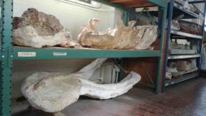 Fossilized skull parts from ancient elephant relatives