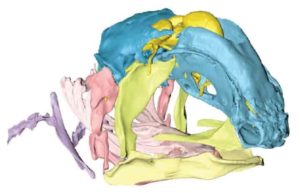 skull of the Coelacanth's foetus