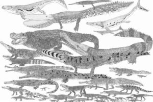 Crocodylomorphs were a highly morphologically and ecologically diverse clade. These extinct crocodile relatives had a much richer variety of skull shapes than living crocodilians, suggesting a wide range of feeding strategies. Credit: Darren Naish, Tetrapod Zoology