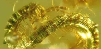 The newly described millipede (Burmanopetalum inexpectatum) seen in amber.