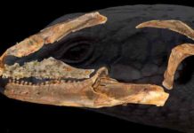 Australian blue tongue lizard ancestor