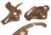 The skulls of three hadrosaur dinosaurs, Lambeosaurus lambei (top left), Gryposaurus notabilis (top right), Parasaurolophus walkeri (lower).