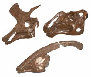 The skulls of three hadrosaur dinosaurs, Lambeosaurus lambei (top left), Gryposaurus notabilis (top right), Parasaurolophus walkeri (lower).