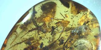 Amber piece showing most large inclusions