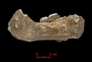 The Xiahe mandible, only represented by its right half, was found in 1980 in Baishiya Karst Cave. 