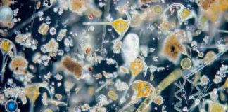 Microscopic view on marine plankton.