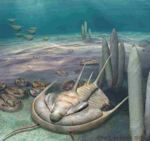 An artists impression of a Redlichia trilobite on the Cambrian seafloor. 