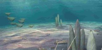 An artists impression of a Redlichia trilobite on the Cambrian seafloor.