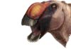 Aquilarhinus palimentus, or ‘shovel-chinned eagle nose’. Illustration by ICRA Art