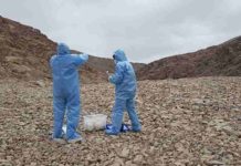 Picture taken at one of the sites inspected in the Coastal Range of the Atacama Desert. On this picture Professor Azua-Bustos and González-Silva are donning sterile suites and using sterile collecting materials in order to avoid the contamination of the sites studied. Credit: Margarita Azua