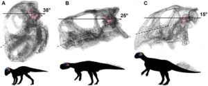 Head posture if the lateral (horizontal) semi-circular canal is parallel to the ground, in hatching (A), juvenile (B) and adult (C) Psittacosaurus lutjiatunensis. Images not to scale. Credit: Claire Bullar and IVPP.