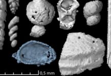 The scans revealed many microscopic food remains including foraminifera (small amoeboid protists with external shells), small shells of marine invertebrates and possible remains of polychaete worms. Credit: Qvarnström mfl.