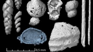 The scans revealed many microscopic food remains including foraminifera (small amoeboid protists with external shells), small shells of marine invertebrates and possible remains of polychaete worms. Credit: Qvarnström mfl. 