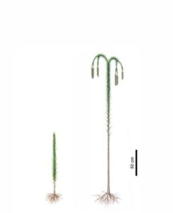 Reconstructions of lycopsid trees (Guangdedendron micrum). Left: juvenile plant. Right: adult plant. Credit: Zhenzhen Deng