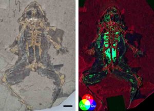 Fig. 1. 10 million-year-old fossil frog from Libros, Spain and X-ray map showing elevated levels of copper and zinc in the internal organs. Fossil photograph copyright the Natural History Museum, London. X-ray fluorescence map. Credit: Valentina Rossi
