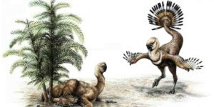 A flightless dinosaur called Similicaudipteryx uses its feathers in a mating display. U of A researchers looked at how such displays may have helped dinosaurs evolve feathers that eventually allowed them to fly. Credit: Sydney Mohr