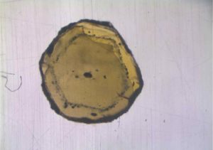 The mineral olivine contains melt inclusions (black dots), just a few micrometers in size. The geochemists isolated these inclusions and investigated the isotopic composition with mass spectrometers. Credit: Münster University - Felix Genske