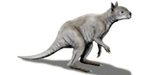 Giant extinct kangaroo
