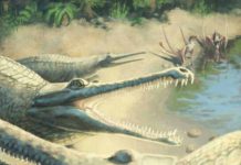 Jurassic crocodile. Artist's impression (credit: Julia Beier)