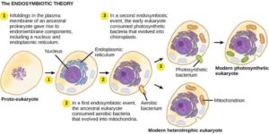 Origin of eukaryotes