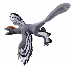 A life reconstruction of the feathered dinosaur Anchiornis huxleyi based on fossil evidence of its color and patterning. This evidence included inferences about melanin pigments. Credit: HKU MOOC / Julius T Csotonyi / Michael Pittman.