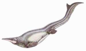Plotosaurus bennisoni is a mosasaur from the Upper Cretaceous (Maastrichtian) North America. Restoration illustration from Wikimedia Commons, CC BY 3.0. 