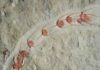 Ampyx priscus in linear formation (Moroccan Lower Ordovician Fezouata Shale). Credit: Jean Vannier, Laboratoire de Geologie de Lyon: Terre, Planètes, Environnement (CNRS / ENS de Lyon / Université Claude Bernard Lyon 1)