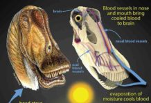 Gigantic dinosaurs like the sauropod Diplodocus, which weighed over 15 tons and was longer than an 18-wheeler truck, would have had problems with potentially lethal overheating. Hot blood from the body core would have been pumped to the head, damaging the delicate brain. New research shows that in sauropods, evaporation of moisture in the nose and mouth would have cooled extensive networks of venous blood destined for the brain. Other large dinosaurs evolved different brain-cooling mechanisms, but all involving evaporative cooling of blood in different regions of the head. Credit: Life restoration by Michael Skrepnick. Courtesy of WitmerLab at Ohio University.