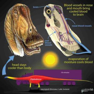 Gigantic dinosaurs like the sauropod Diplodocus, which weighed over 15 tons and was longer than an 18-wheeler truck, would have had problems with potentially lethal overheating. Hot blood from the body core would have been pumped to the head, damaging the delicate brain. New research shows that in sauropods, evaporation of moisture in the nose and mouth would have cooled extensive networks of venous blood destined for the brain. Other large dinosaurs evolved different brain-cooling mechanisms, but all involving evaporative cooling of blood in different regions of the head. Credit: Life restoration by Michael Skrepnick. Courtesy of WitmerLab at Ohio University.