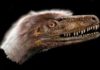 A small, feathered theropod dinosaur, Saurornitholestes langstoni was long thought to be so closely related to Velociraptor mongoliensis that some researchers called it Velociraptor langstoni—until now. Credit: Jan Sovak.