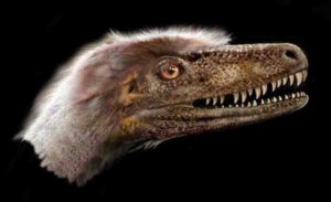 A small, feathered theropod dinosaur, Saurornitholestes langstoni was long thought to be so closely related to Velociraptor mongoliensis that some researchers called it Velociraptor langstoni—until now. Credit: Jan Sovak.