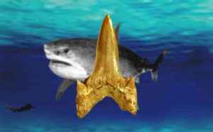 A 91-million-year-old fossil shark newly named Cretodus houghtonorum discovered in Kansas