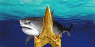 A 91-million-year-old fossil shark newly named Cretodus houghtonorum discovered in Kansas