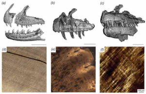 CT scan-generated models of the jaws of Majungasaurus (left), Ceratosaurus (center) and Allosaurus (right), with microscopic views of the interior of their teeth below each model. Stripes running from upper left to lower right in each microscopic image are daily deposited incremental lines, which allow the amount of time it took for a tooth to grow to be reconstructed. Credit: PLOS ONE