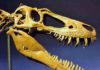 The skull of the juvenile T. rex, "Jane", was slender with knife-like teeth, having not yet grown big enough to crush bone.