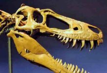 The skull of the juvenile T. rex, "Jane", was slender with knife-like teeth, having not yet grown big enough to crush bone.