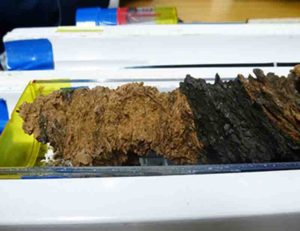 Core samples from the fault zone of the Japan Trench were recovered by the JFAST project and analyzed for evidence of past large earthquakes.